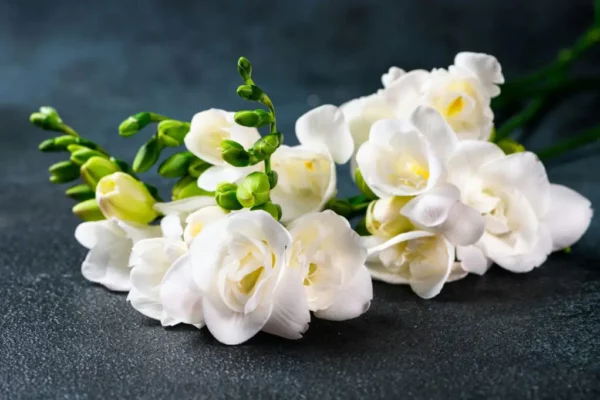 the-branch-of-white-freesia-with-flowers-and-buds-2022-01-11-15-40-38-utc-1024x681.jpg